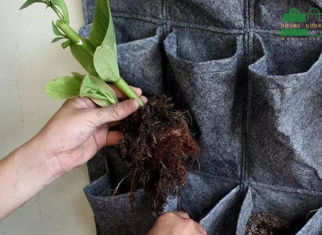 Túi vải trồng cây treo tường
