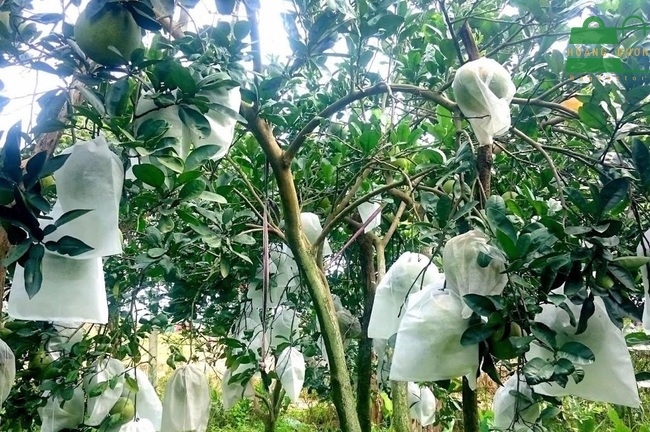 tui-vai-khong-det-boc-trai-cay-03