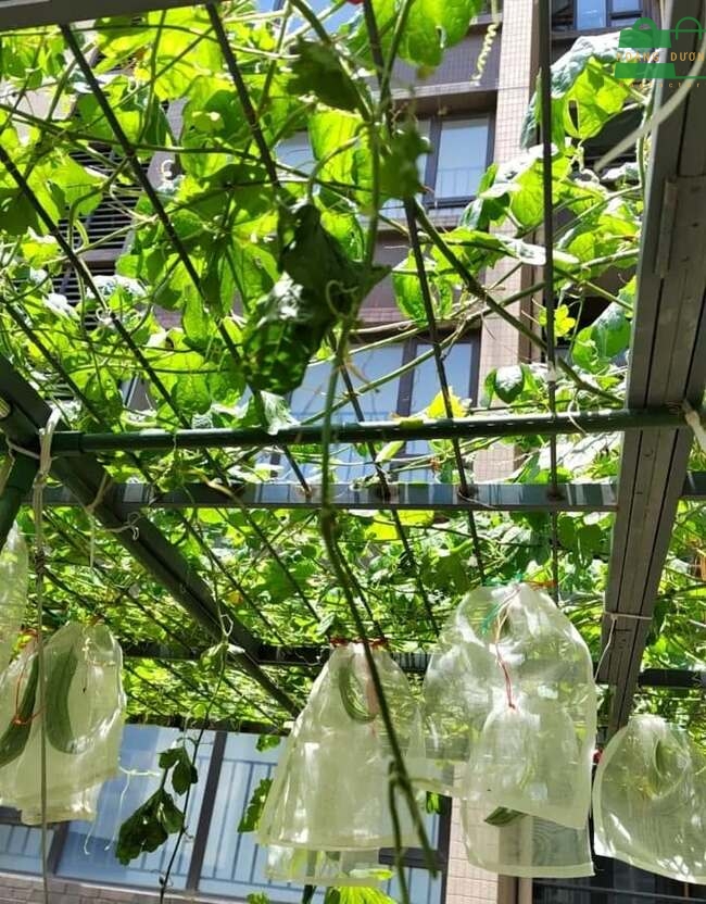 Khi chọn túi vải không dệt bọc trái cây cần lưu ý những điểm trên